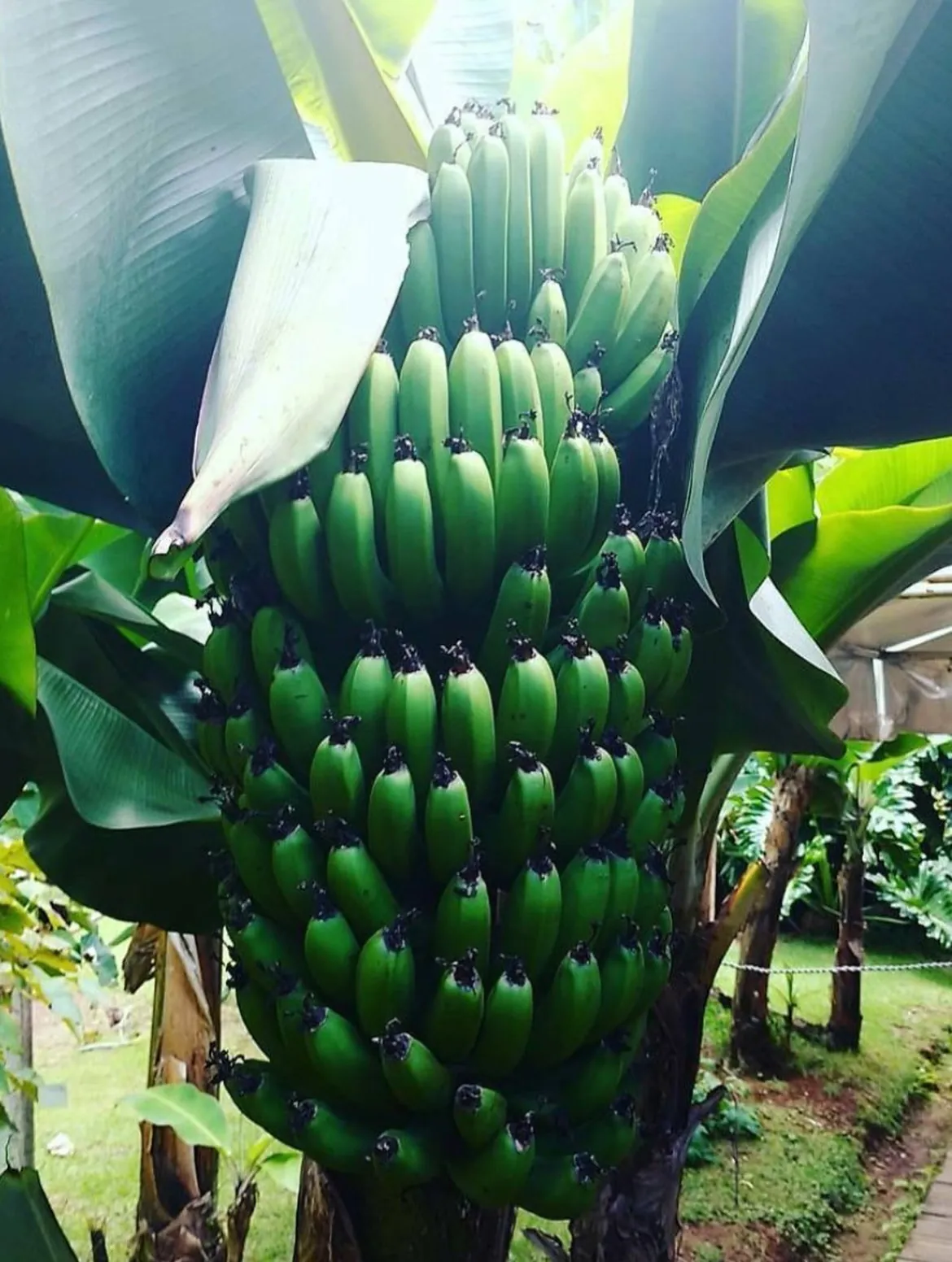 Cacho de bananas no jardim da chácara