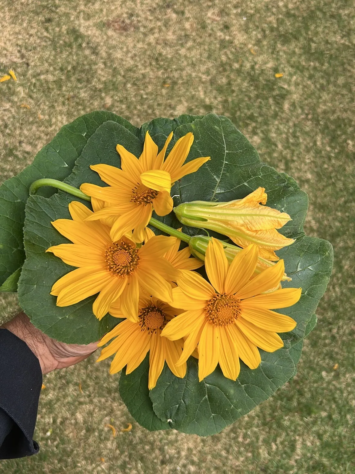 Flores colhidas na horta