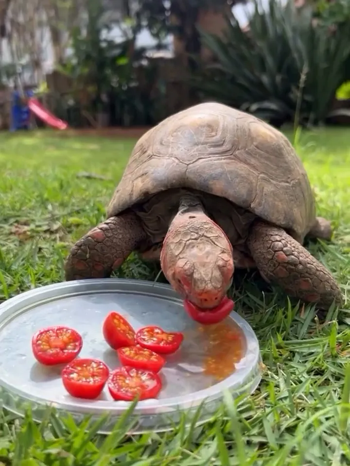 Um dos jabutis que vivem soltos no jardim