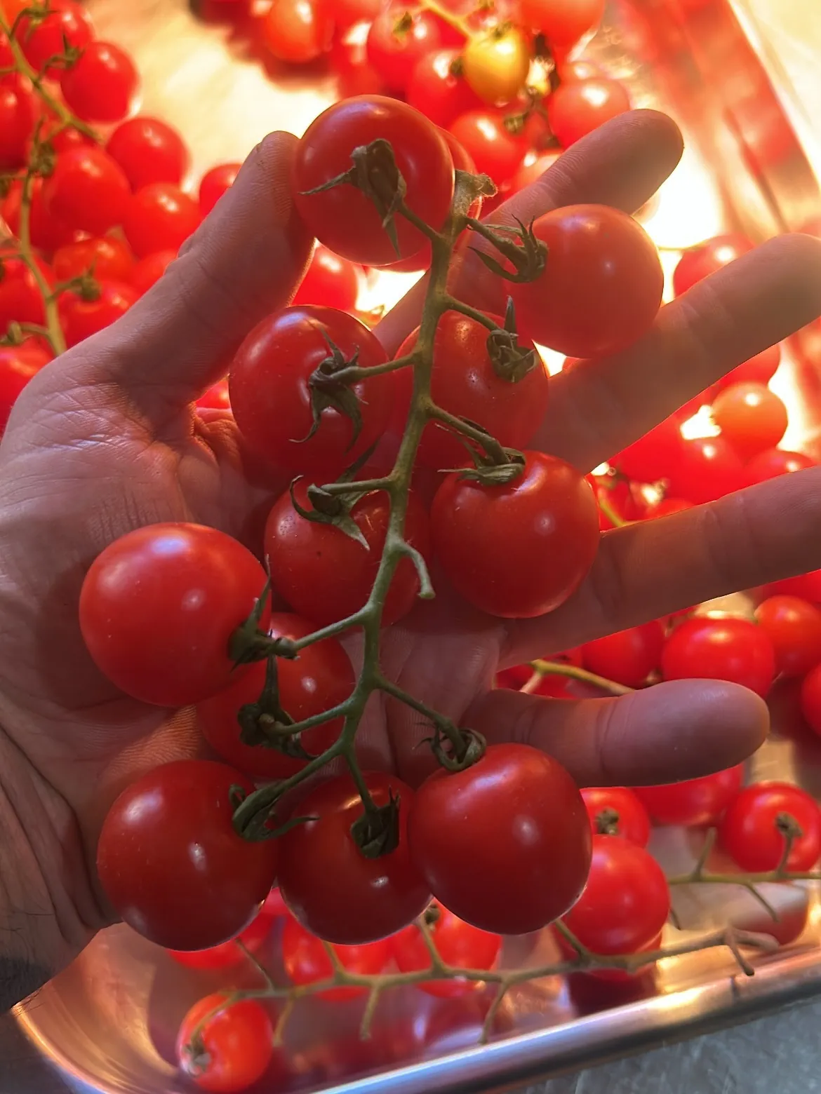 Tomates colhidos para a cozinha